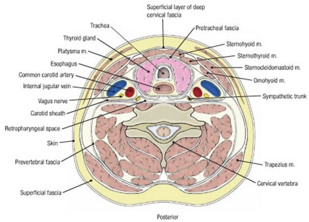 Diagram of a section of the Neck
