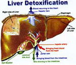 Liver & Gallbladder Cleanse at tao garden health spa detox colon