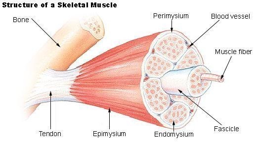 Structure of a Skeletal Muscle