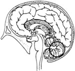 The brain organs